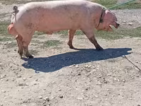 Boar, Крупная белая — photo 2