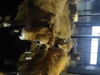 Kuh, Aubrac cattle — Foto 3
