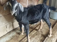 公山羊, Alpine goat — 照片 2