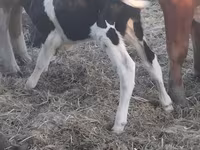 Toro, Raza Holstein — foto 2