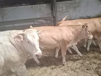 Kuh, Blonde d’Aquitane cattle — Foto 6