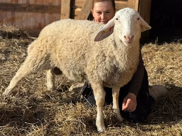 Carnero, Assaf sheep