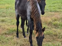 Yegua, Rocky Mountain Horse — foto 7