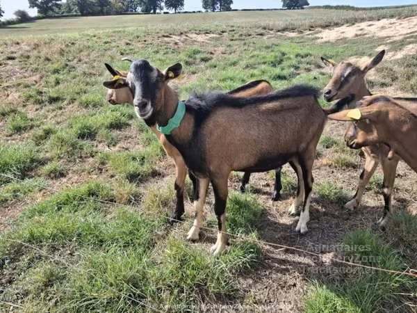 Cabra, Alpine goat