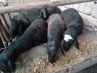 मेढ़ा, Rhon sheep — फ़ोटो 1