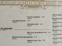 Horse (M), Quarter Horse — photo 4
