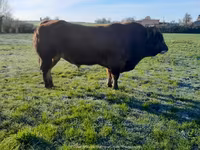 ثور, Partenaise cattle — الصورة 6