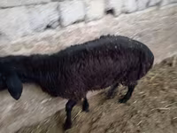 मेढ़ा, भेड़ — फ़ोटो 8