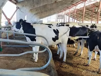 Vaca, Raza Kalmyk — foto 6