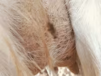 母山羊, Saanen goat — 照片 2