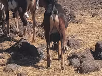 बकरा, बकरियाँ — फ़ोटो 2