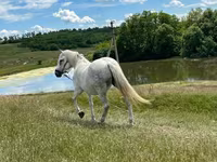 Yegua, Caballos — foto 1