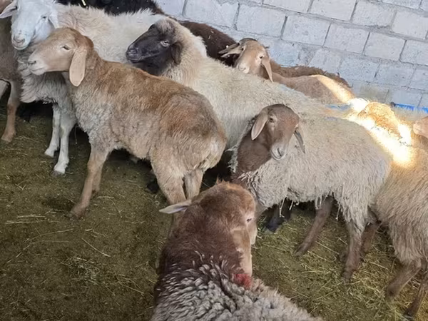 Oveja, Ovejas