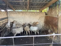 Oveja, Rhon sheep — foto 1