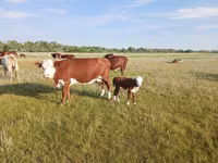 بقرة, Latvian Blue cattle — الصورة 1