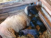 Ram, Dorper sheep — photo 3