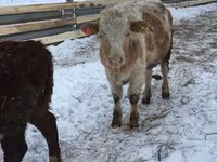 母牛, Cattle — 照片 5