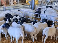 Carnero, Dorper sheep — foto 2