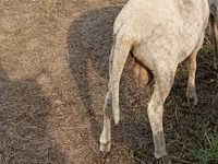 Oveja, Merino sheep — foto 2