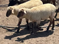मेढ़ा, Hampshire sheep — फ़ोटो 4