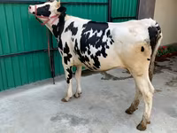 Vaca, Raza Holstein — foto 1