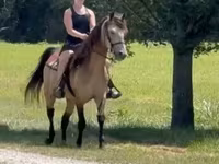 Caballo, Rocky Mountain Horse — foto 7