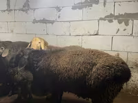 Carnero, Arashan sheep — foto 6
