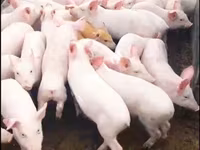 नर सूअर, सूअर — फ़ोटो 8