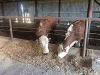 Toro, Yaroslavl cattle — foto 8