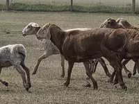 Carnero, Hissar sheep — foto 5