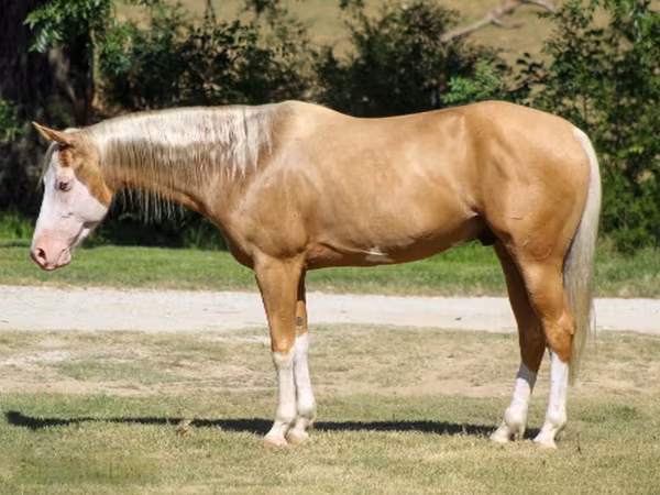 Caballo, Palomino