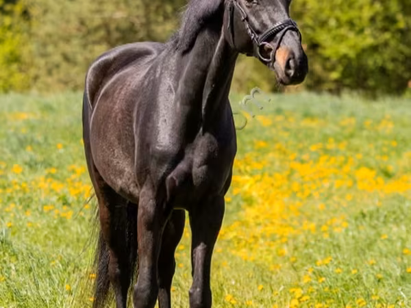 Hengst, Pferde