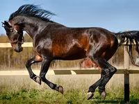 घोड़ी, Horse breed — फ़ोटो 1