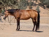 Caballo, Quarter Horse — foto 8