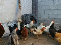 براهما — الصورة 7