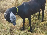 Cabra, Nubian Goat — foto 4