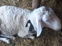 Carnero, Awassi sheep — foto 2