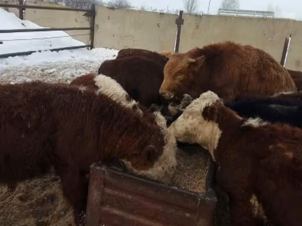 Велика рогата худоба