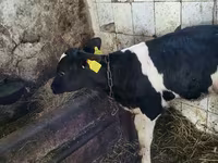 公牛, Holstein breed — 照片 3