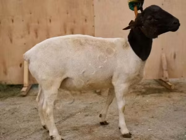 كبش, Dorper sheep