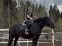 فرس, Percheron — الصورة 1