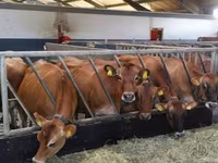 Vaca, Hereford — foto 8
