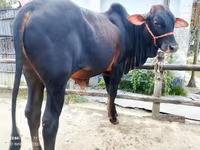 Vaca, Ganado vacuno — foto 3