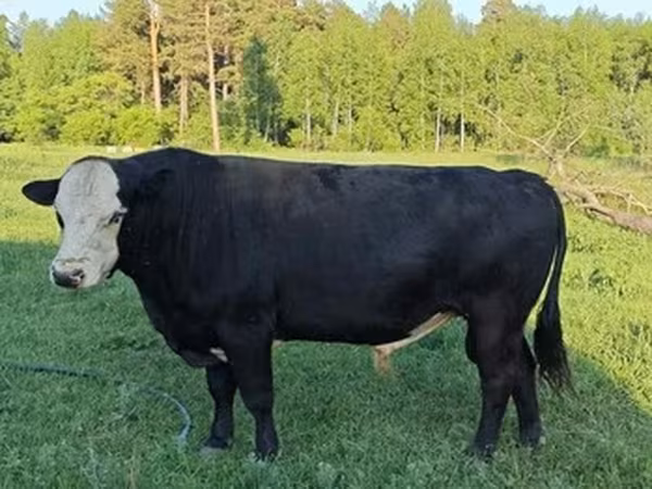 Russian Black pied cattle