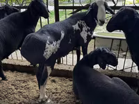 मेढ़ा, भेड़ — फ़ोटो 7