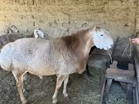 Carnero, Hissar sheep — foto 1