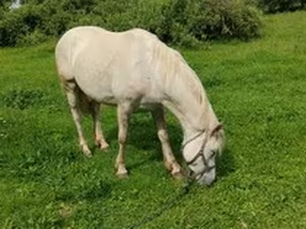Horses