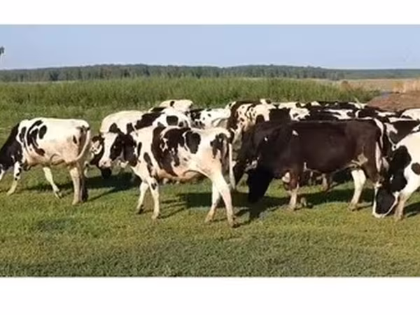 Russian Black pied cattle