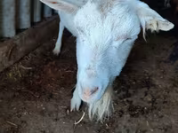 عنزة, Saanen goat — الصورة 3