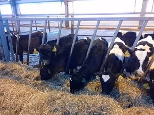 Raça Holstein